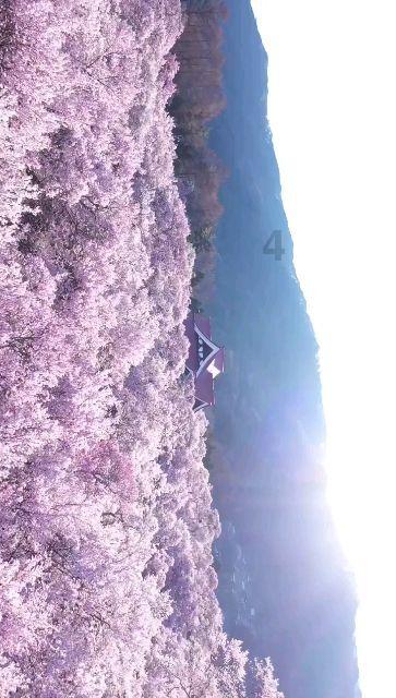 悲伤兔大冒险