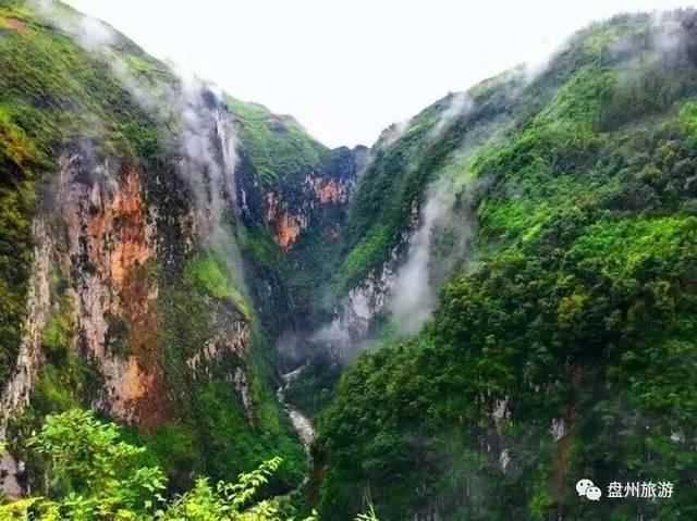 清香木盆景需要光照吗？游戏画面